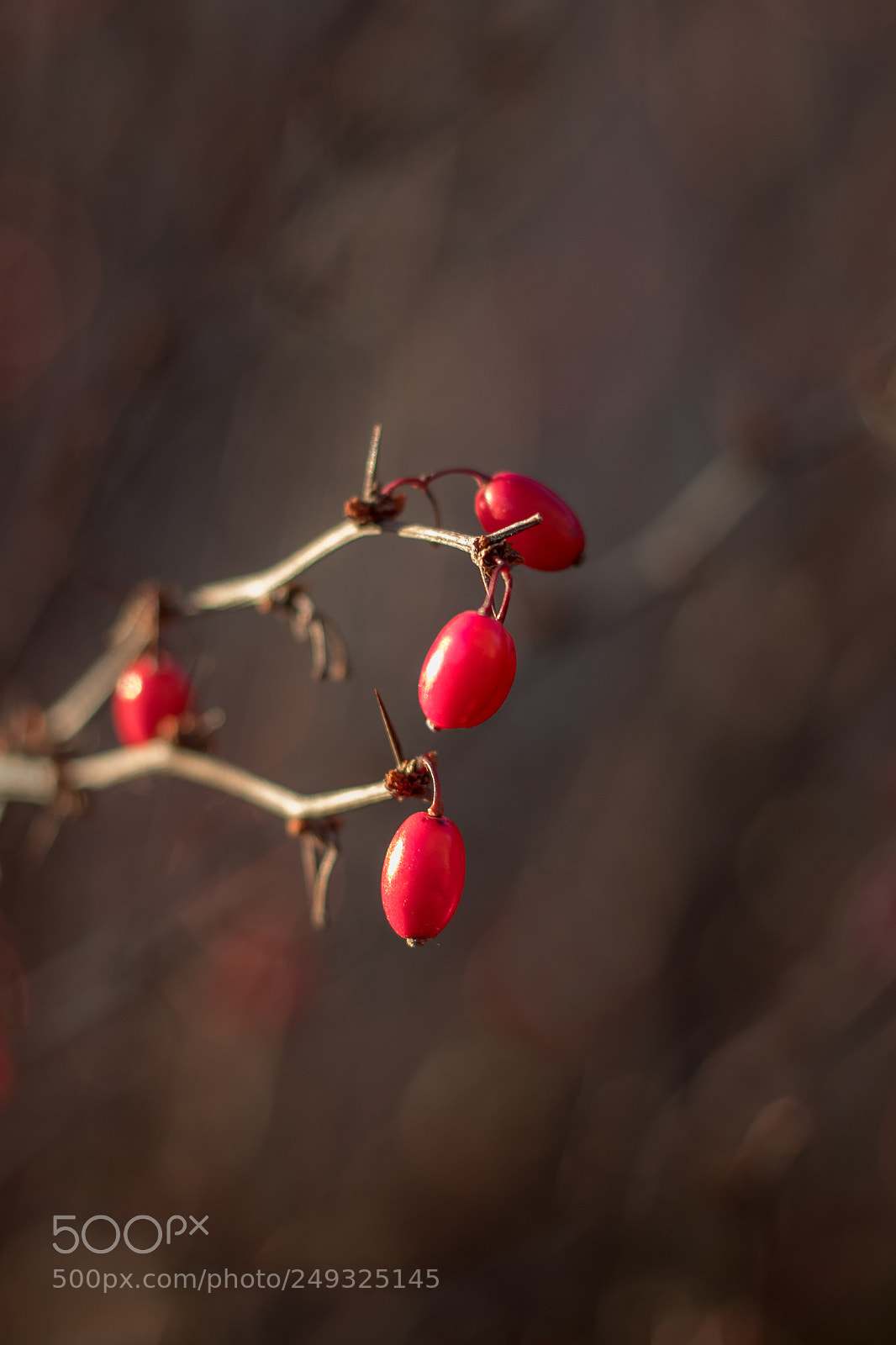 Canon EOS 80D sample photo. B photography