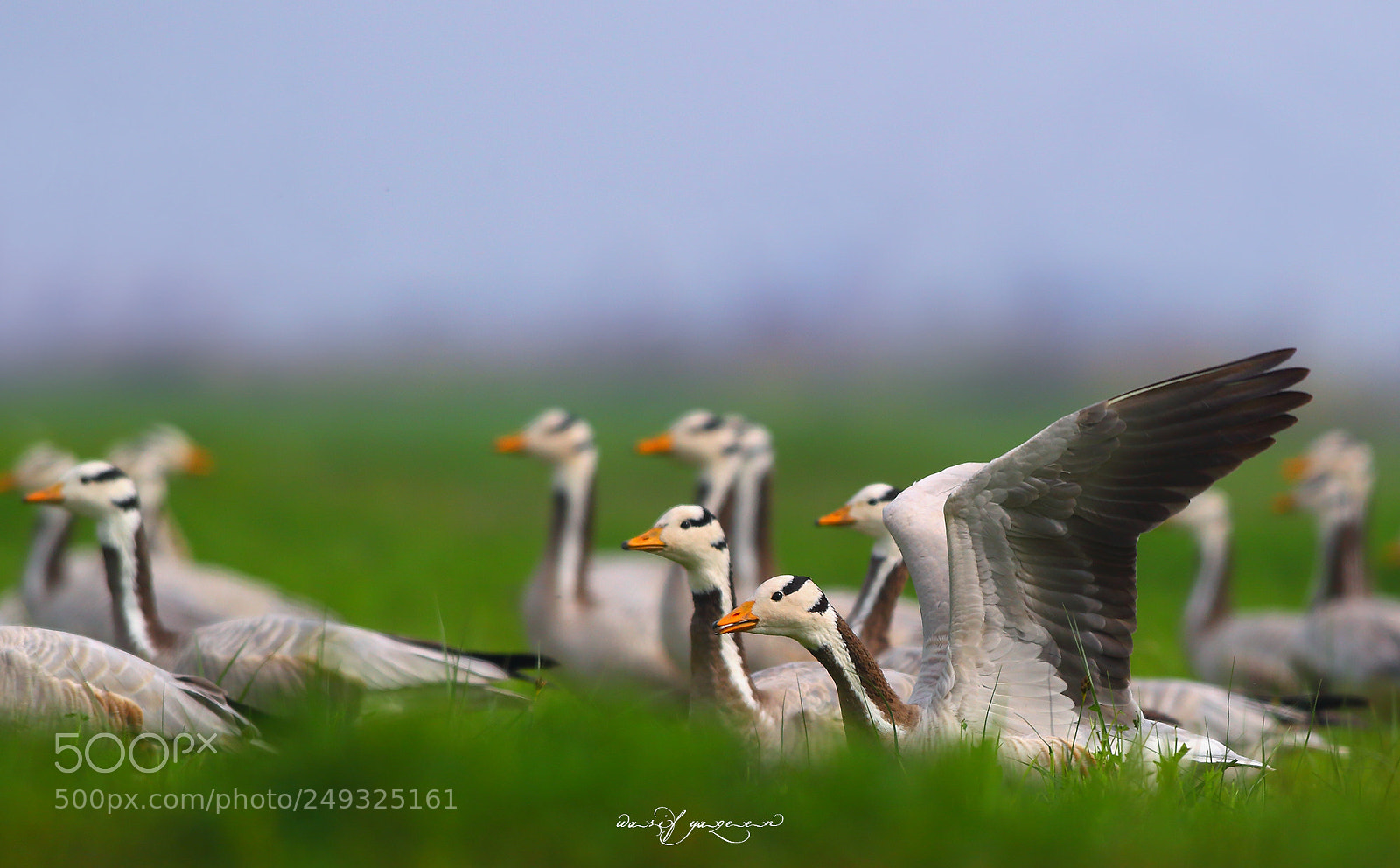 Canon EOS-1D Mark IV sample photo. Bar headed geese photography