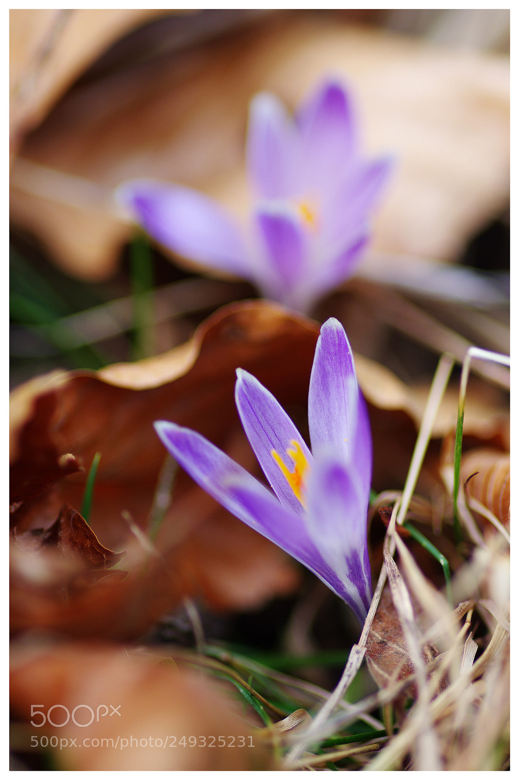 Pentax K-3 II sample photo. Spring photography