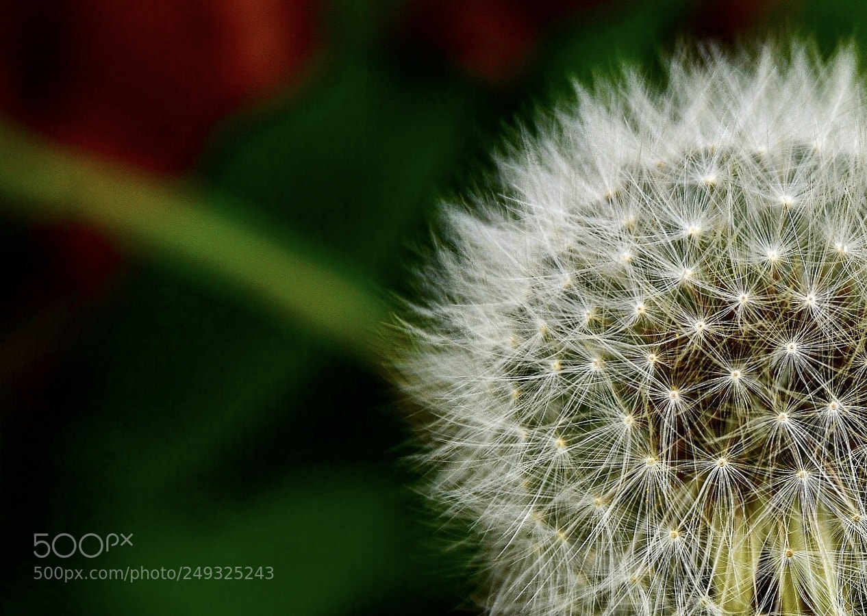 Nikon D7000 sample photo. Mlk-isml photography