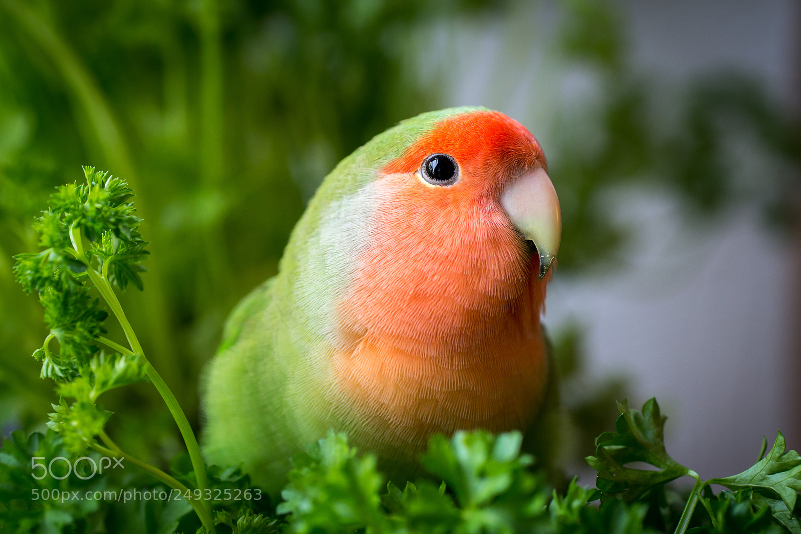 Sony SLT-A99V sample photo. Lovebird photography