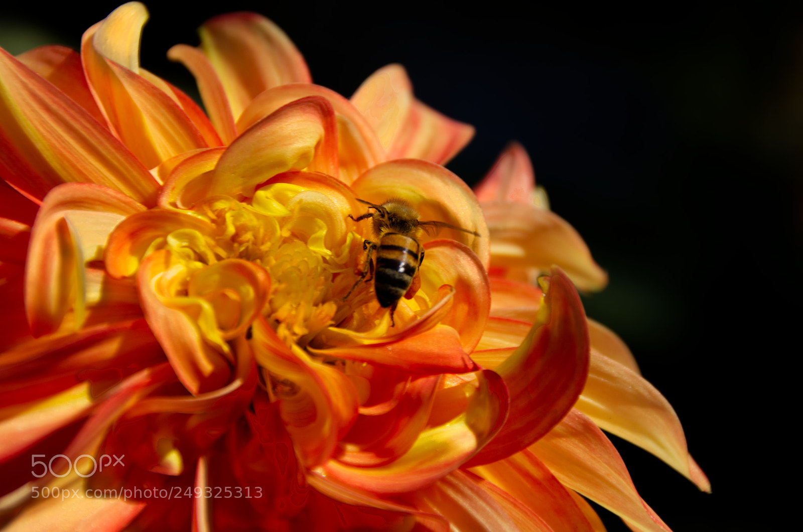 Nikon D7200 sample photo. Bee's work photography