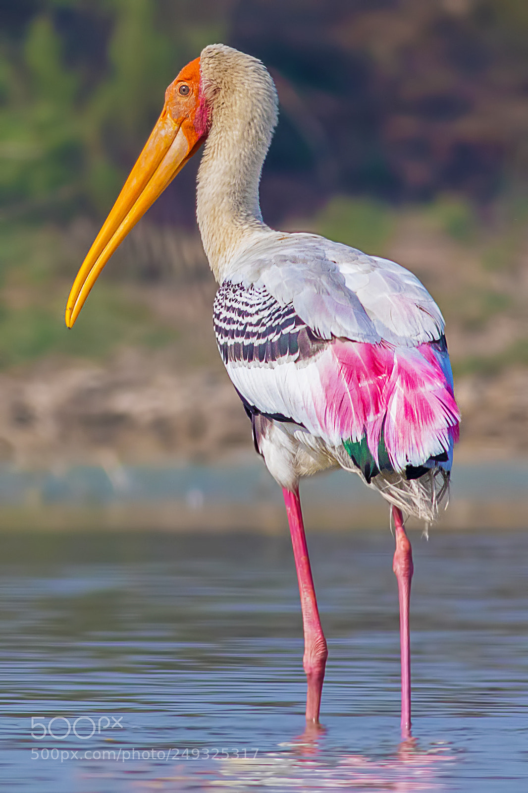 Canon EOS 7D Mark II sample photo. Painted stork photography