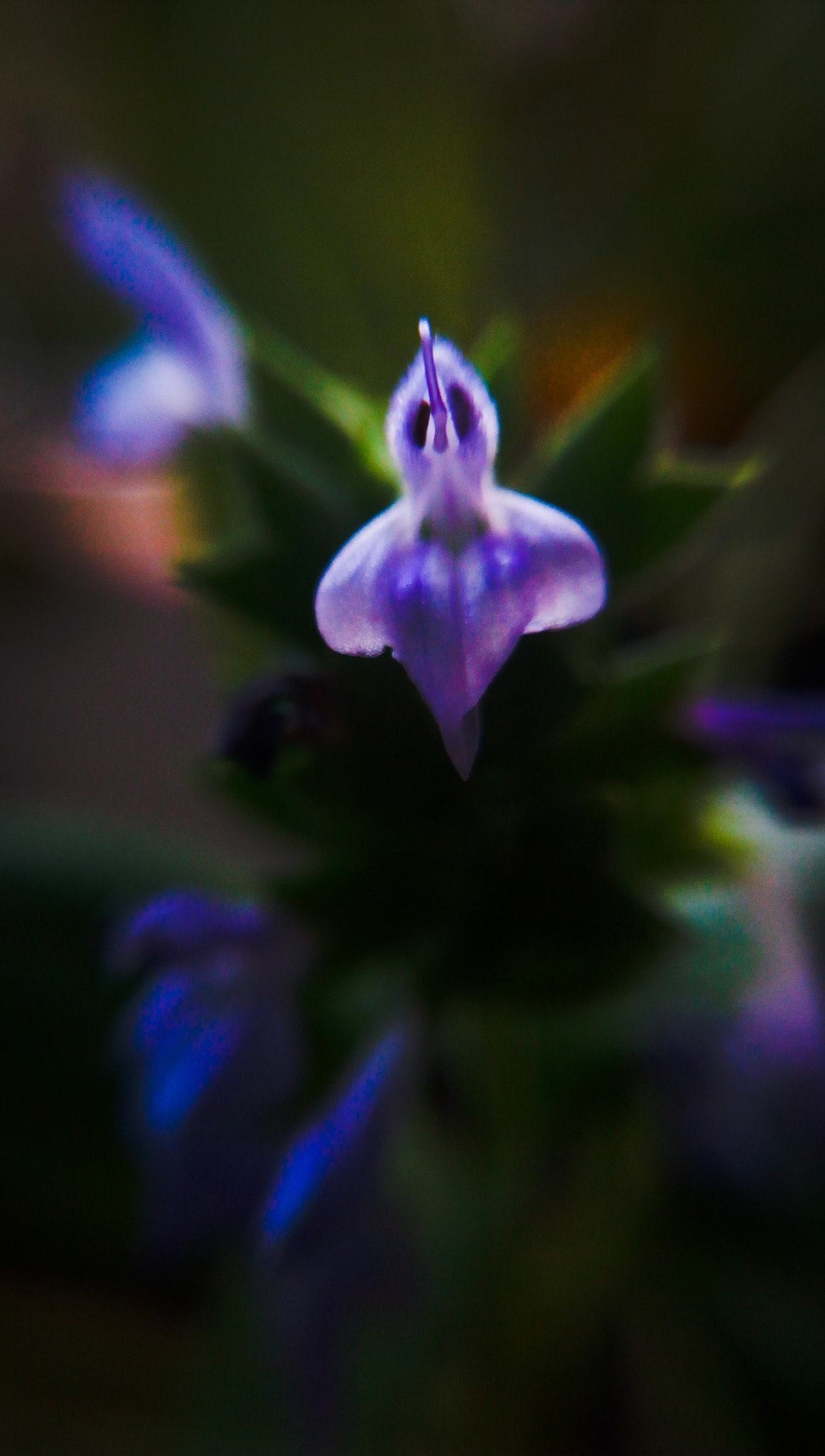 HUAWEI GR3 sample photo. Unkwowing wild flower photography