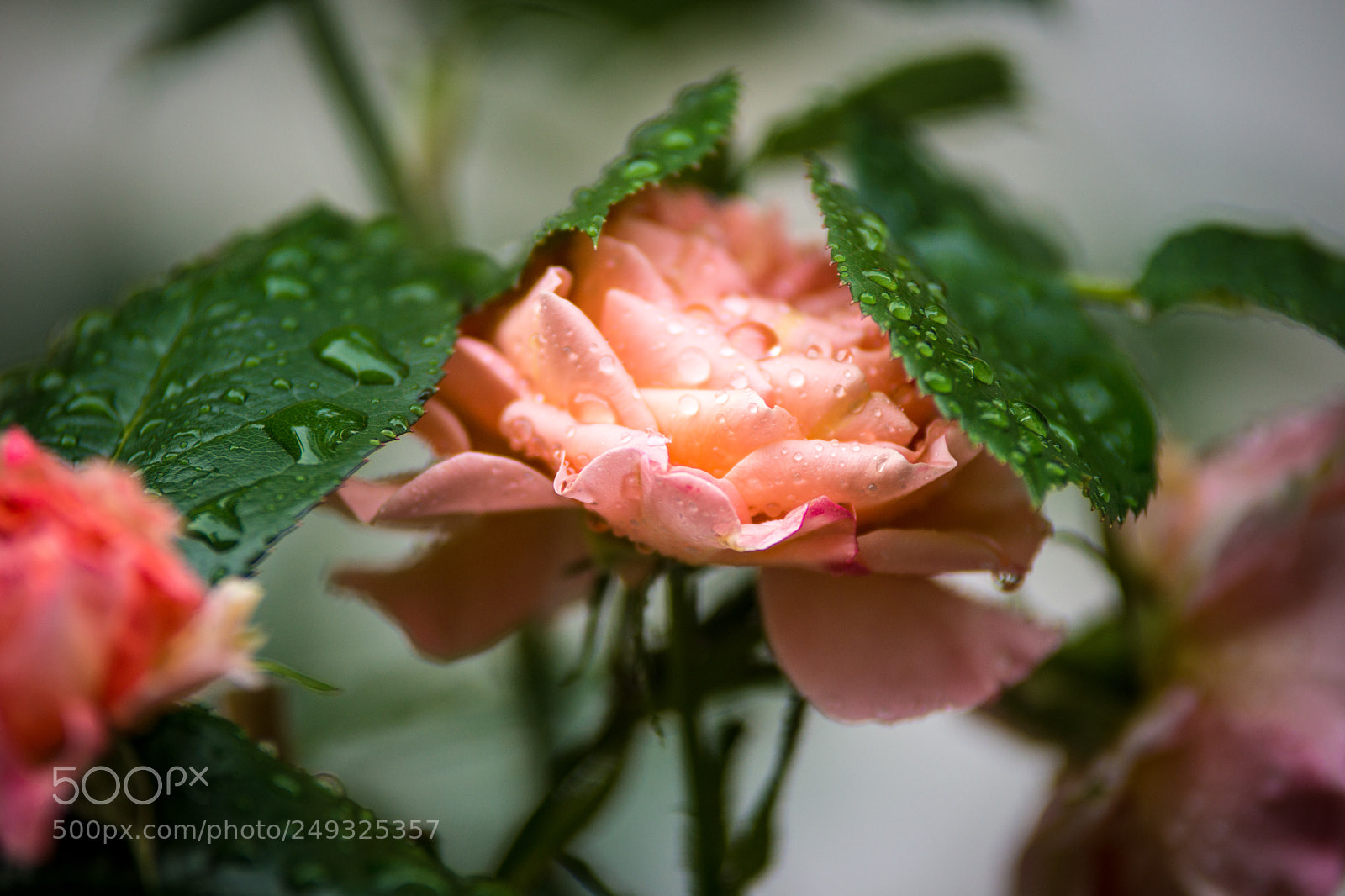 Sony SLT-A77 sample photo. Crying rose photography