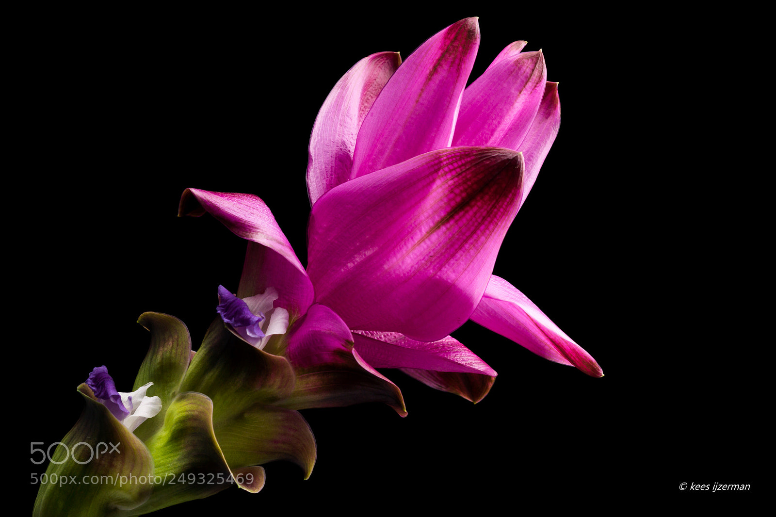 Sony SLT-A77 sample photo. Curcuma photography