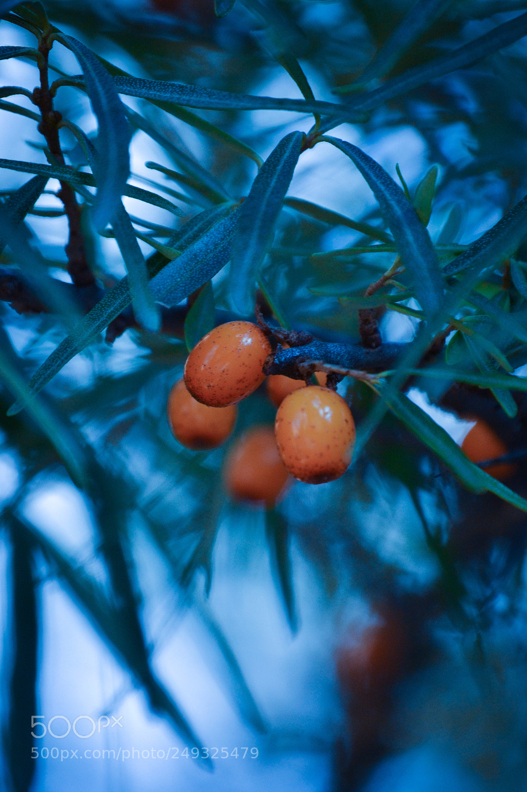 Nikon D3100 sample photo. Sanddorn again photography