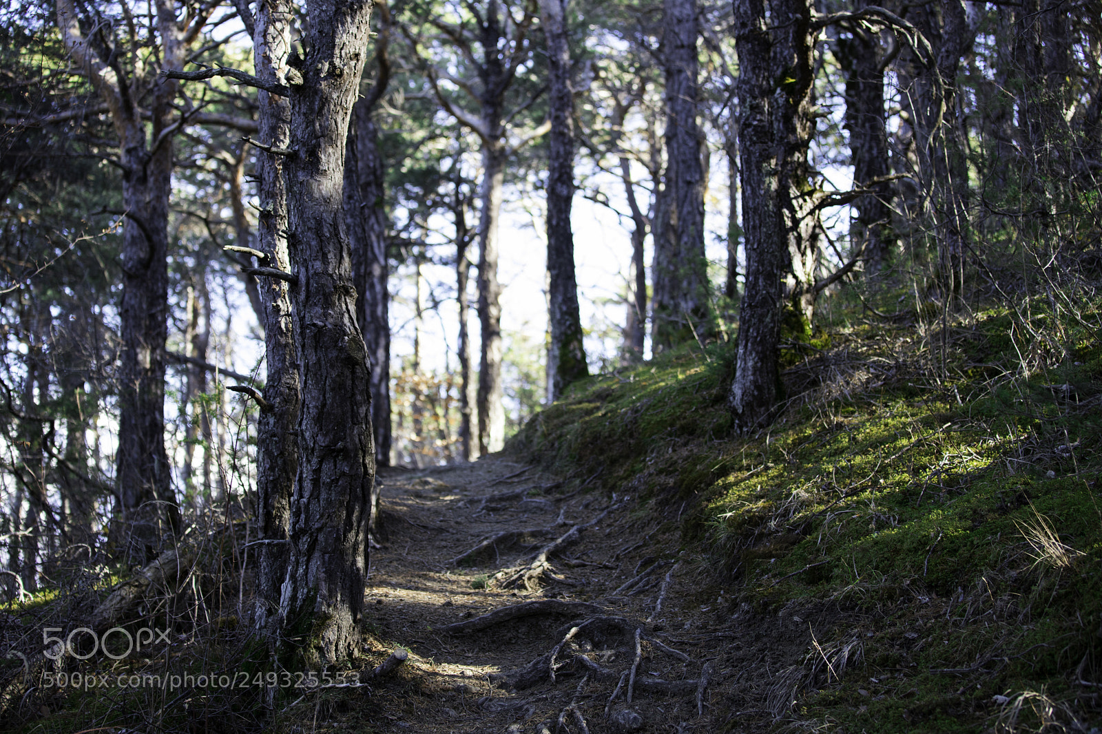 Canon EOS 6D Mark II sample photo. Forest photography