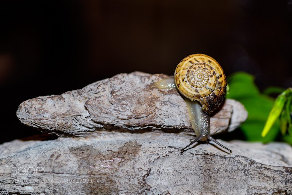 Nikon D5300 sample photo. El descenso photography