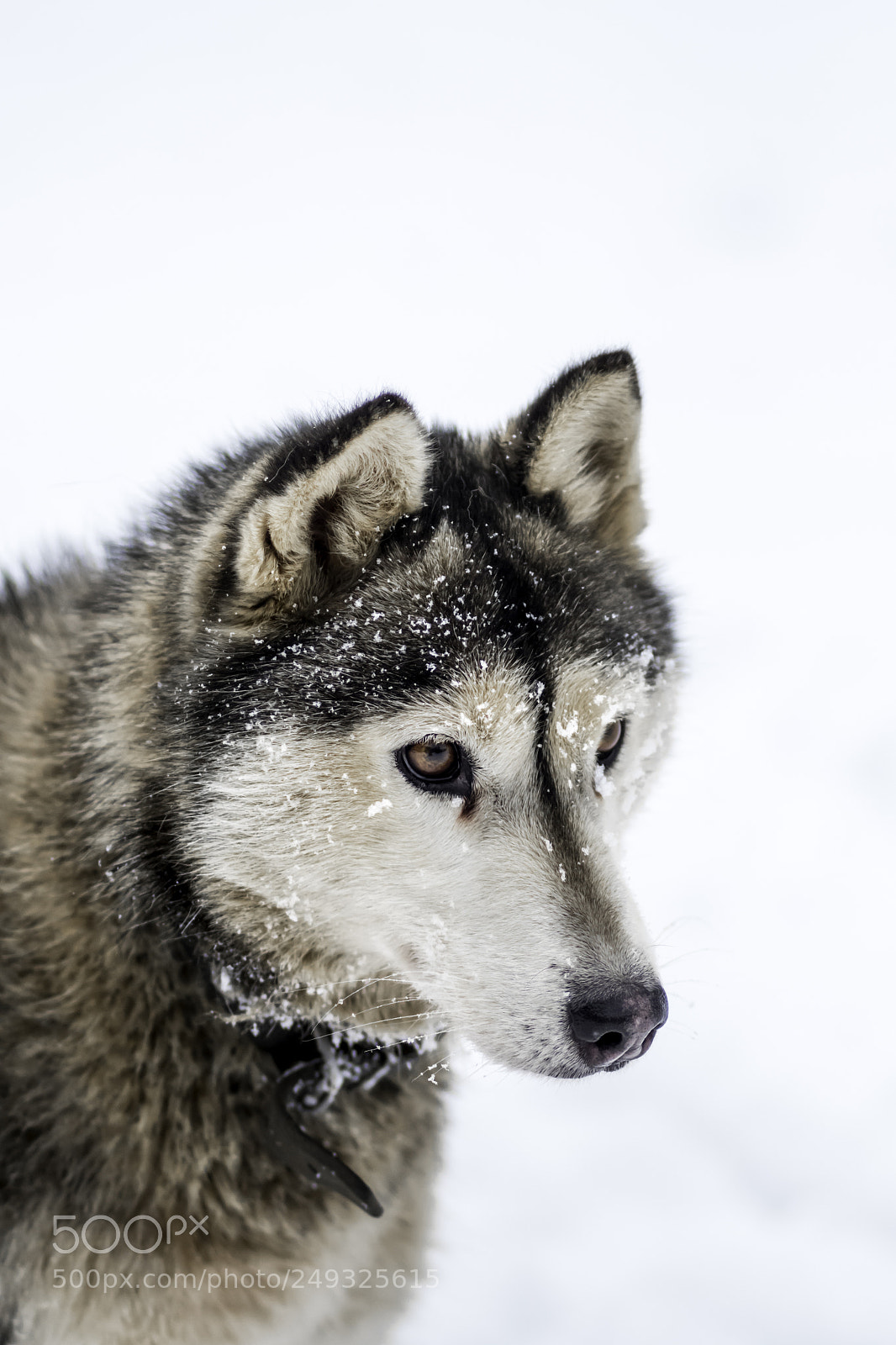 Nikon D500 sample photo. Huskey photography