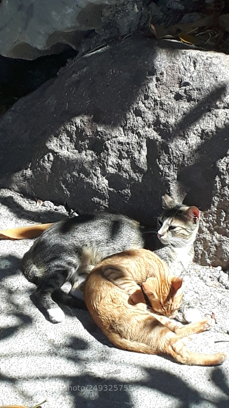 Samsung Galaxy S5 Neo sample photo. 20170902_120320.jpg photography