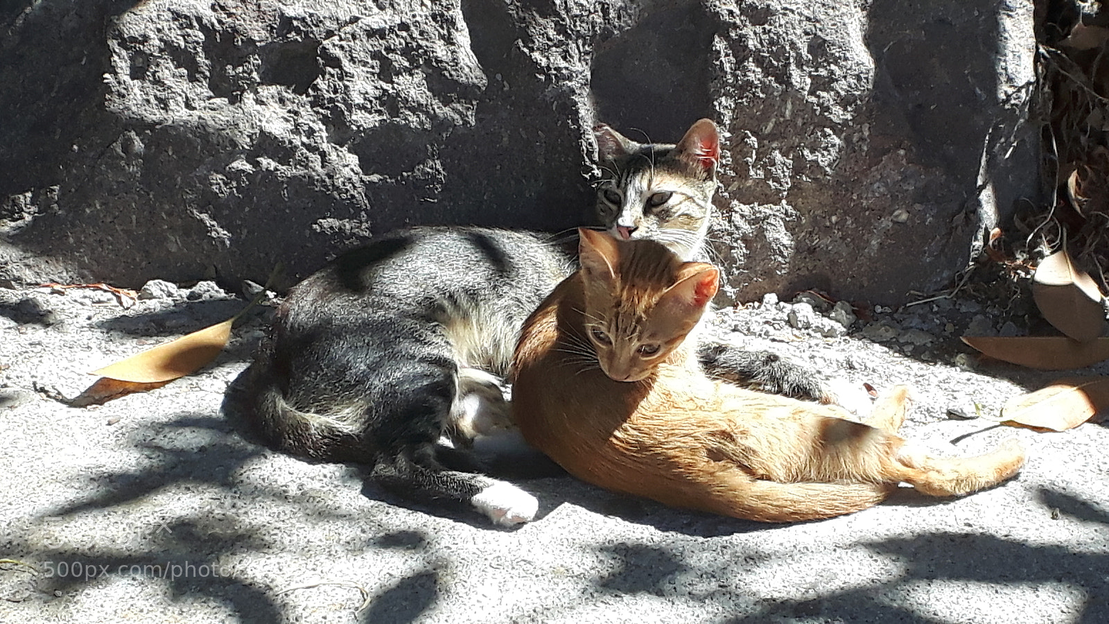 Samsung Galaxy S5 Neo sample photo. 20170902_120335.jpg photography