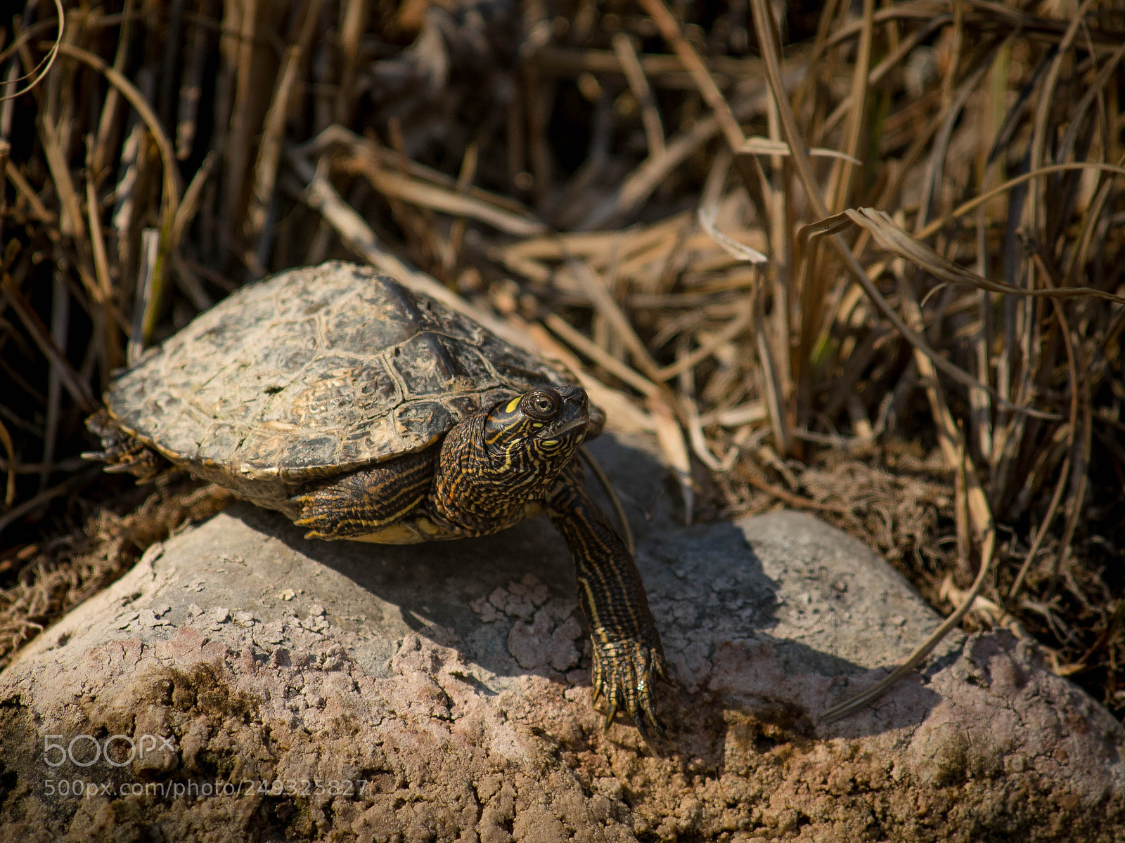 Sony a7R II sample photo. Turtel photography