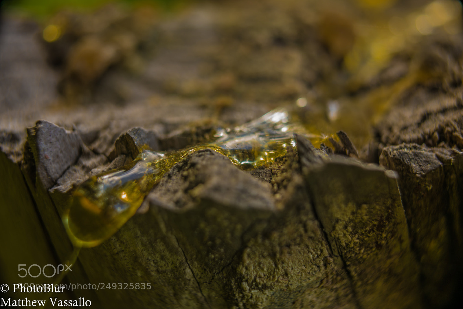 Sony a7R II sample photo. Tree glue photography