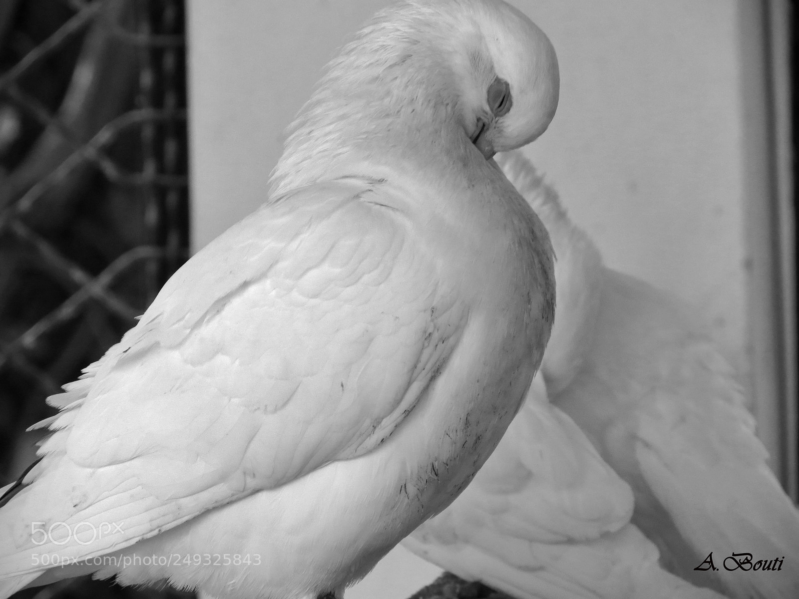 Canon PowerShot SX40 HS sample photo. Sleepy bird photography
