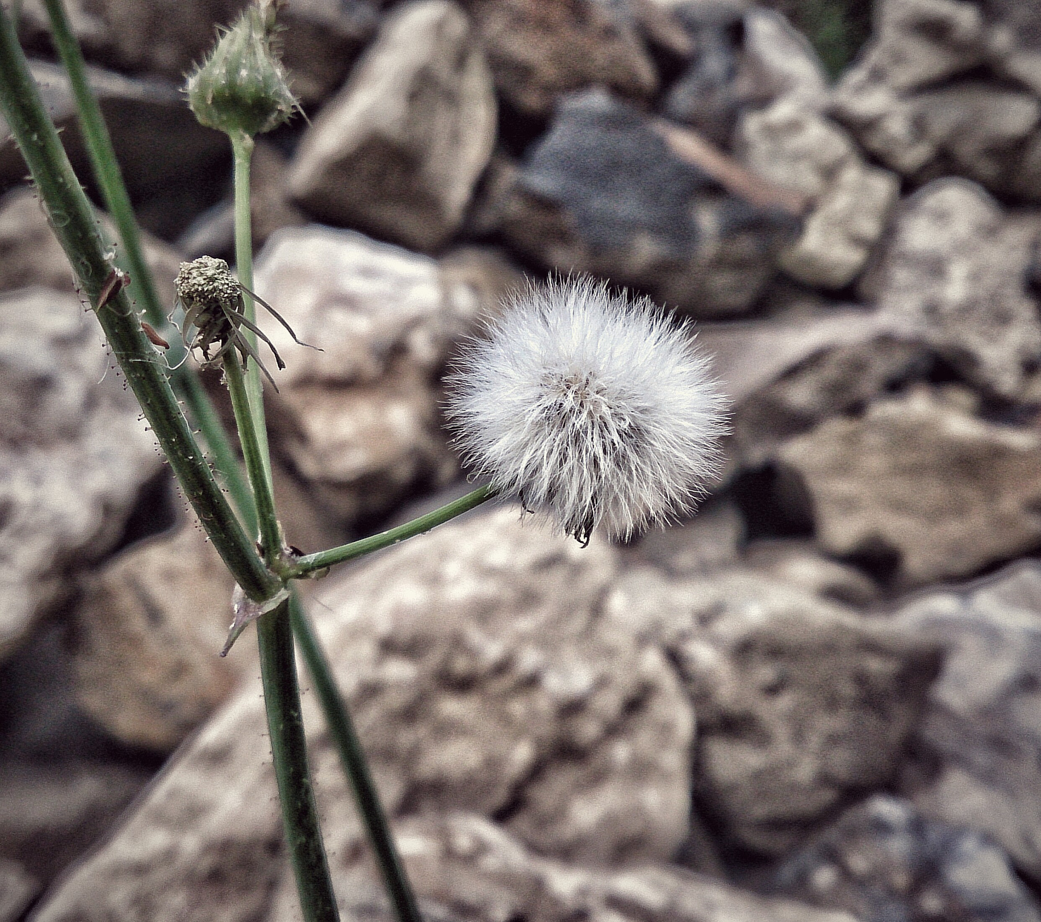 Sony Xperia Z sample photo