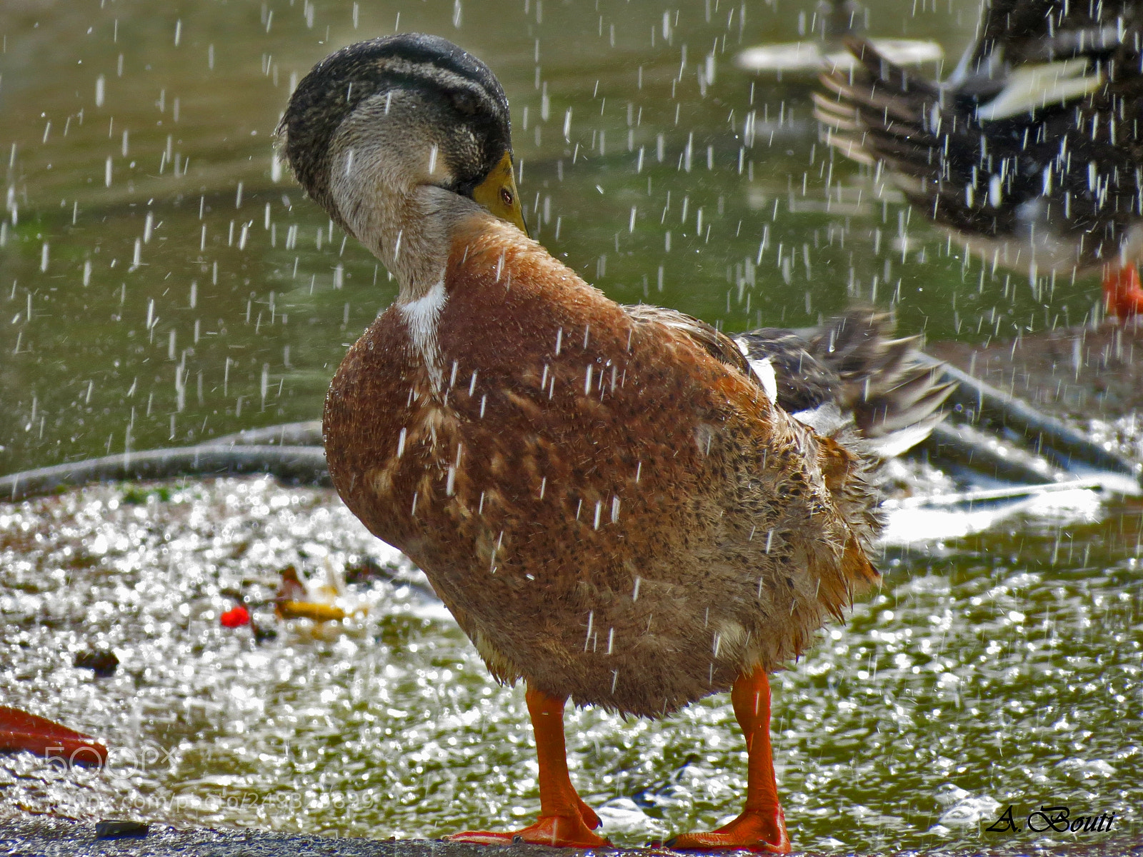 Canon PowerShot SX40 HS sample photo. Shower time photography