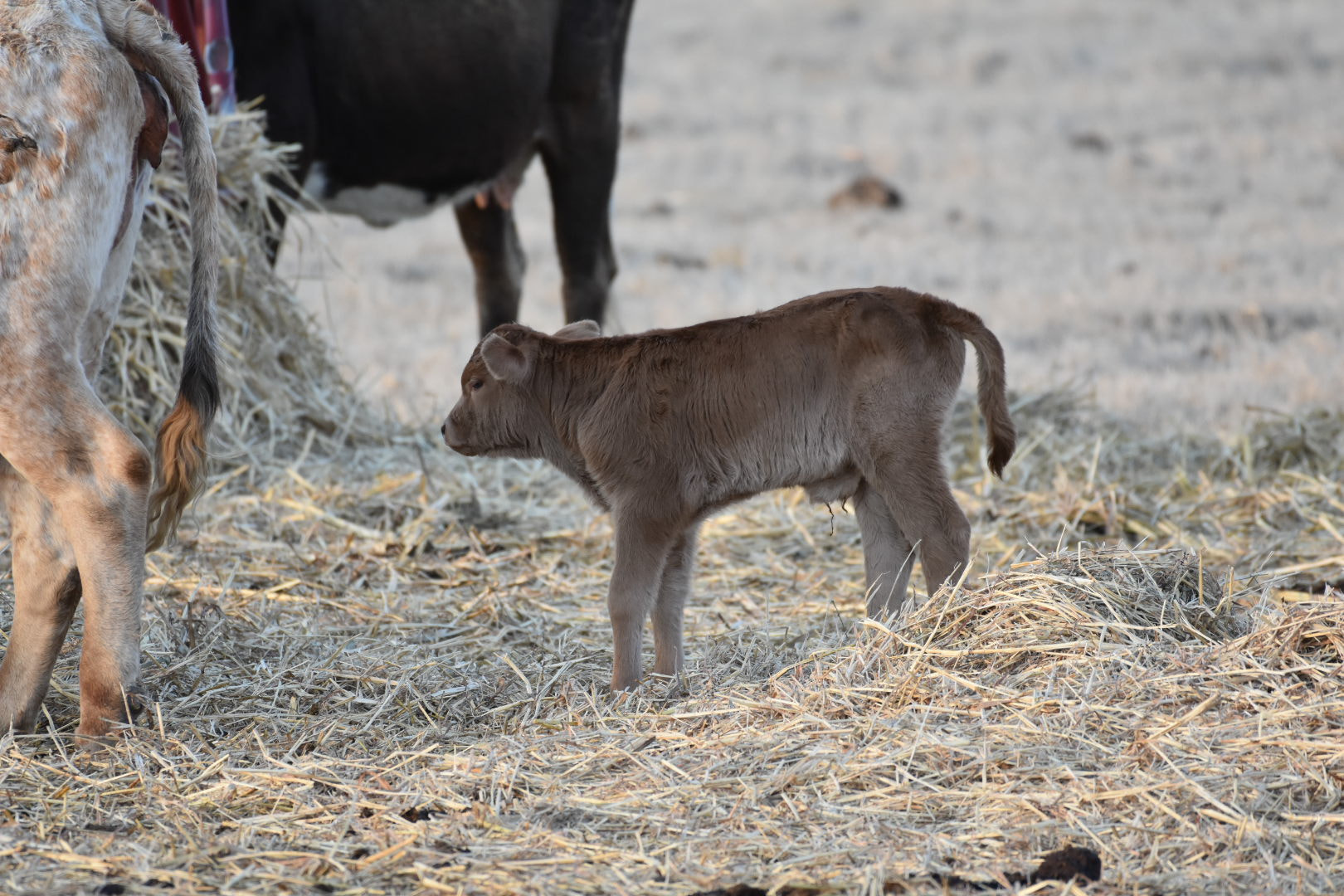 Nikon D3400 + Nikon AF-S Nikkor 200-500mm F5.6E ED VR sample photo. Fuzzy boy! photography