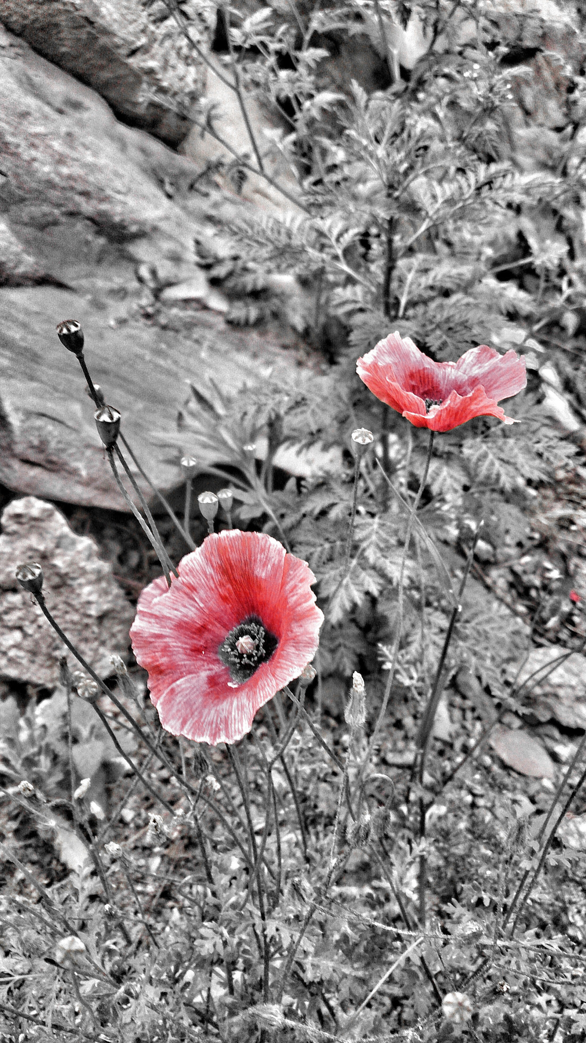 Sony Xperia Z sample photo