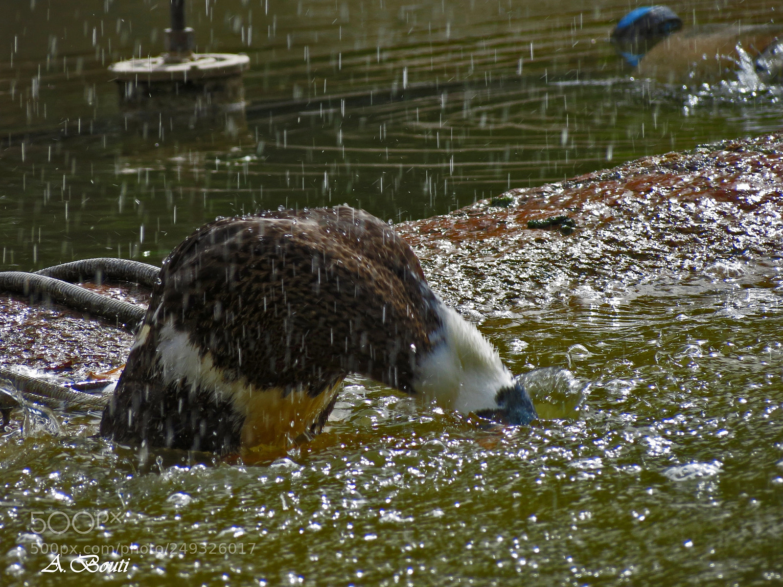 Canon PowerShot SX40 HS sample photo. Shower time photography