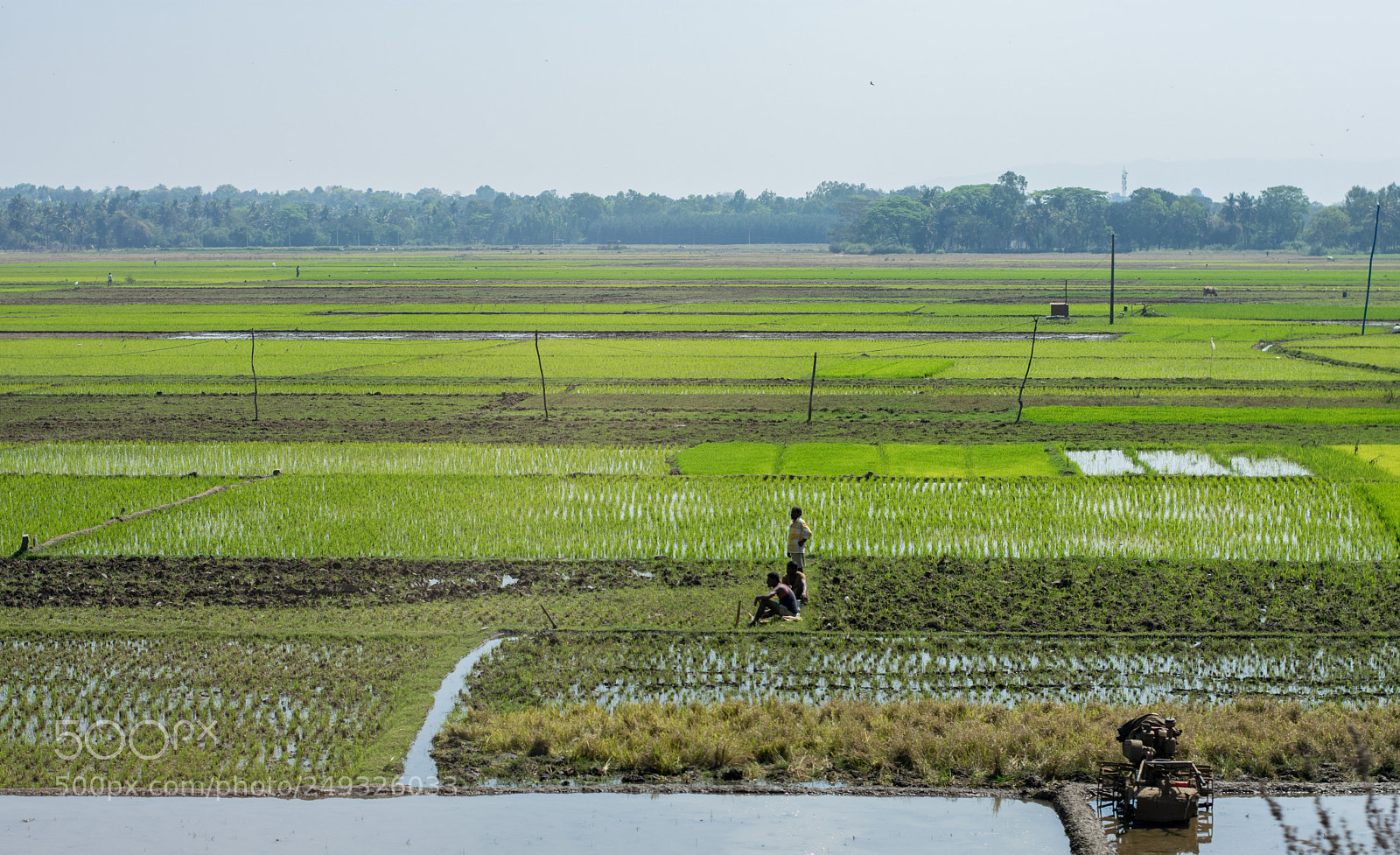 Nikon D3400 sample photo. Rice photography