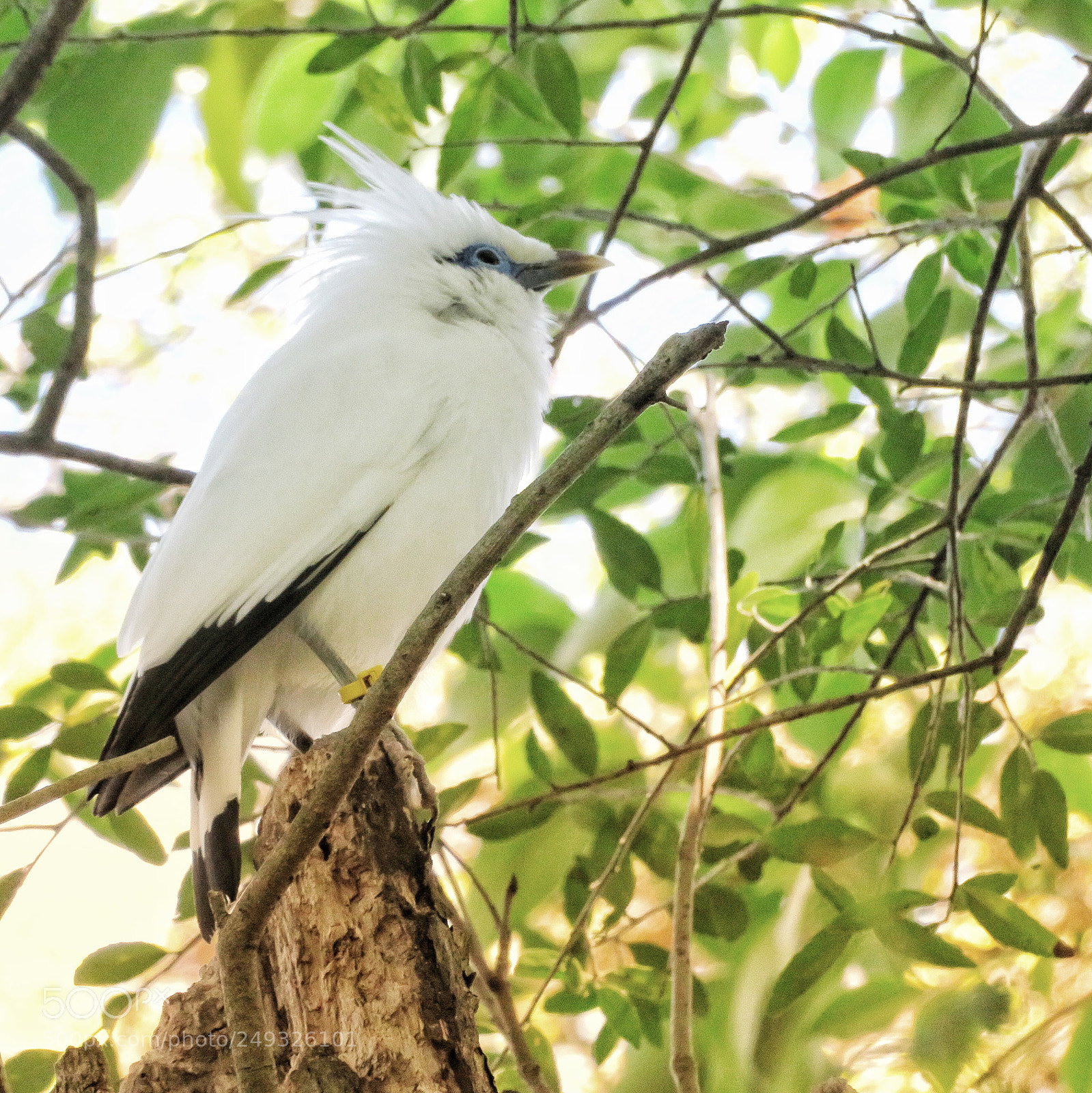 Canon PowerShot SX720 HS sample photo. Bali mynah photography