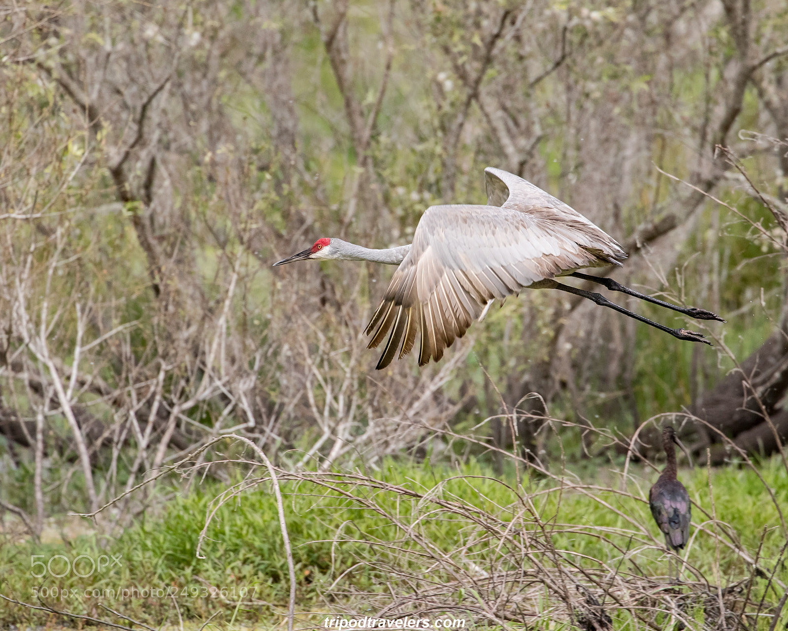 Canon EOS 5D Mark IV sample photo. Sandhill crane photography