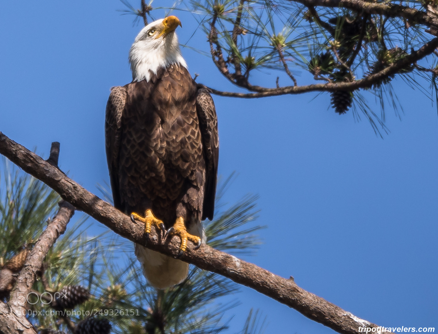 Canon EOS 5D Mark IV sample photo. Eagle in deep thought photography