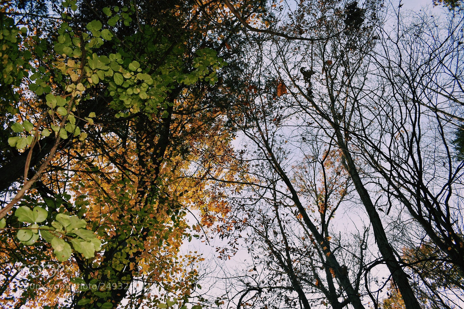 Nikon D3400 sample photo. Look up every once photography