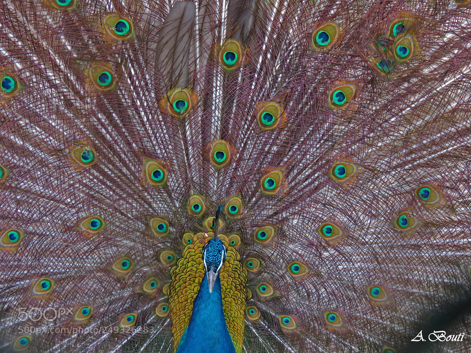 Canon PowerShot SX40 HS sample photo. Peacock photography
