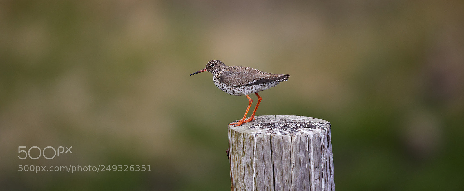 Canon EOS 5D Mark IV sample photo. Redshank photography