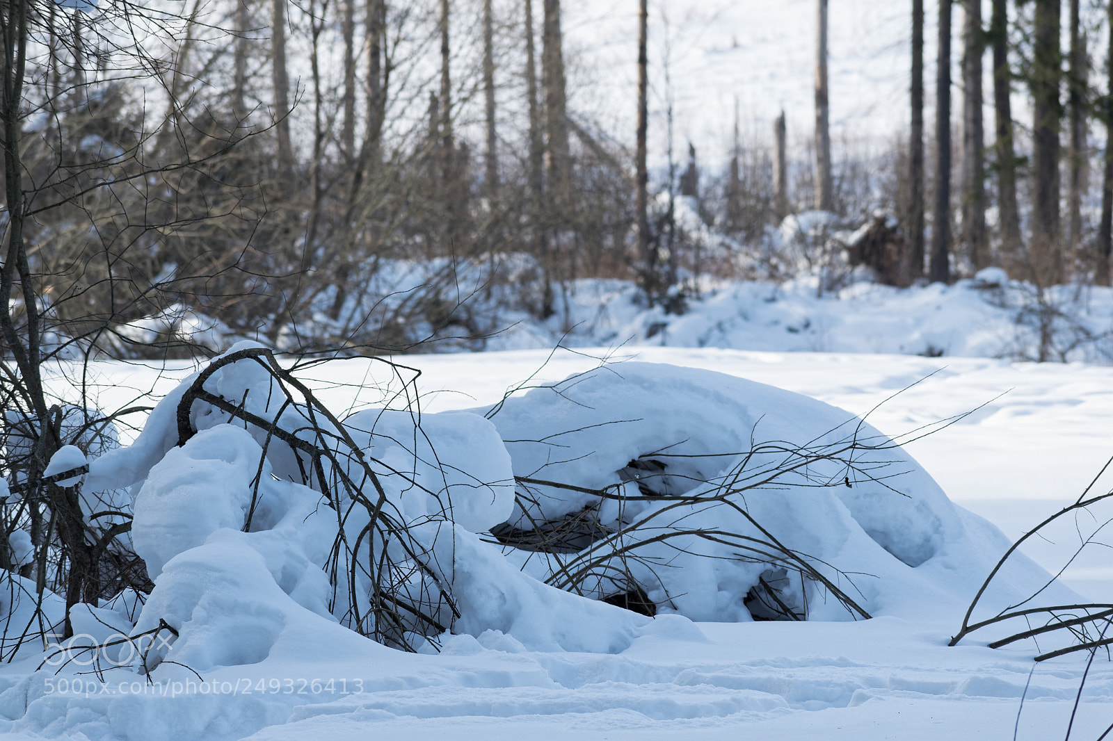Nikon D5500 sample photo. 6709 photography