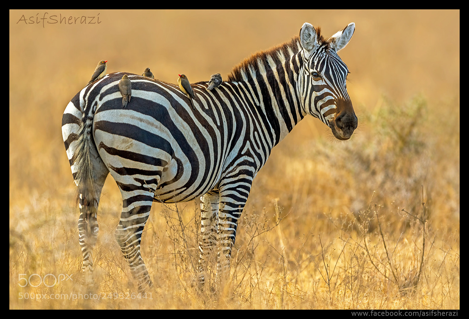 Nikon D5 sample photo. Beauty of the nature photography