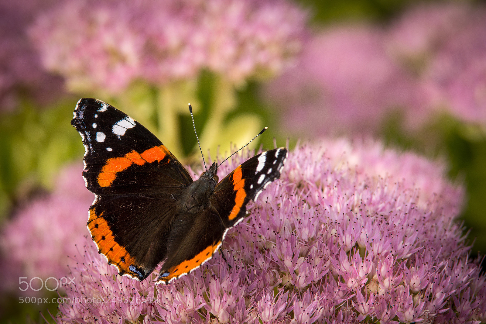 Sony SLT-A77 sample photo. Butterfly photography