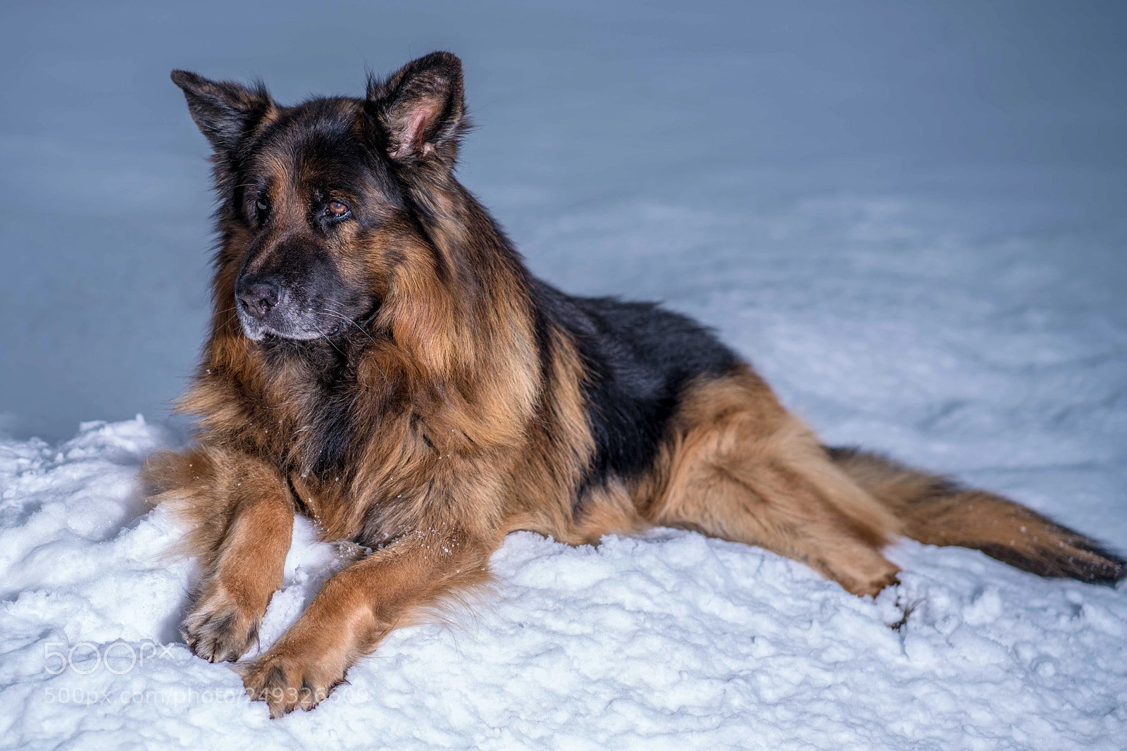 Sony a7R II sample photo. Larry photography