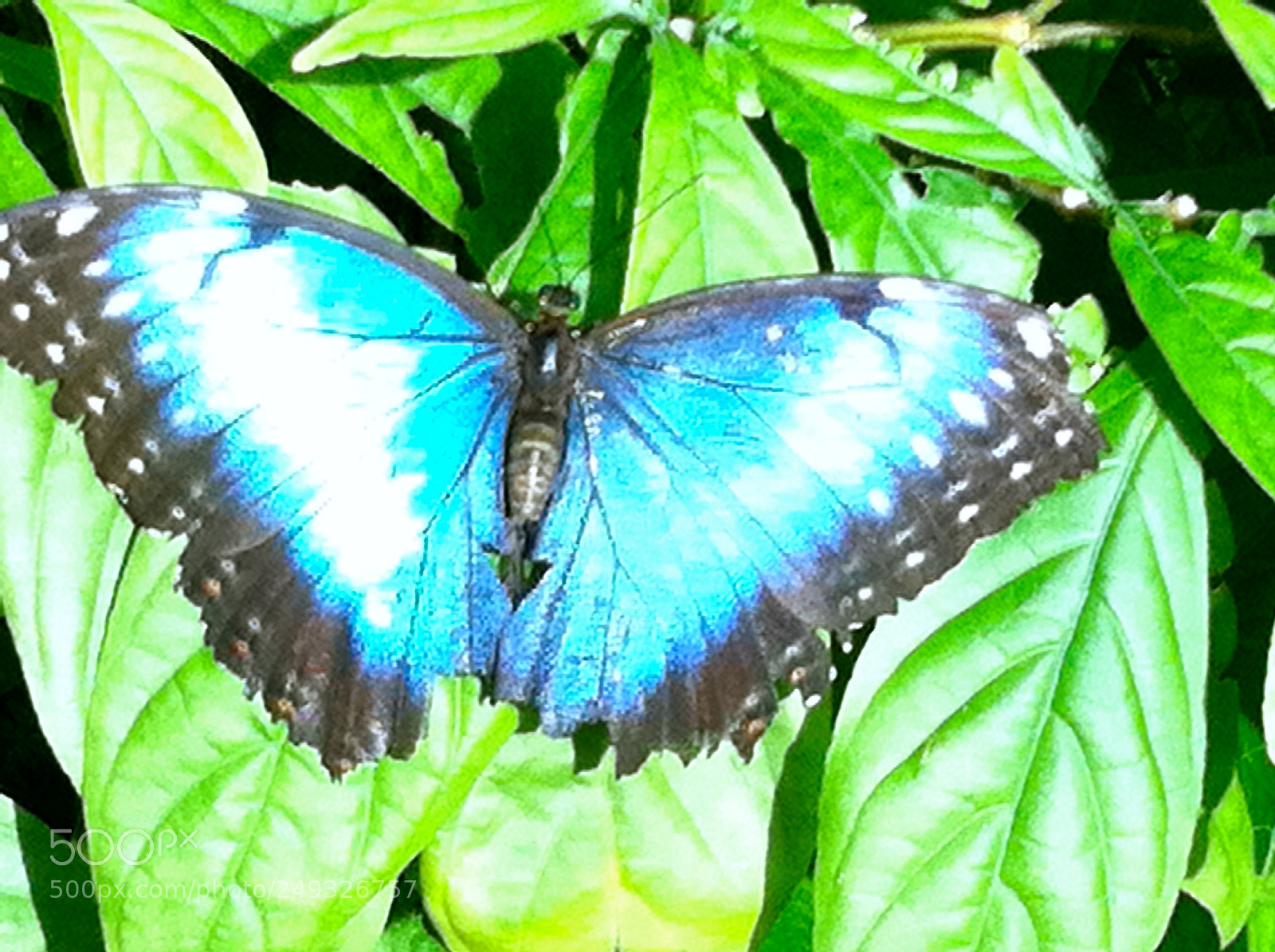 Apple iPhone 4 sample photo. Img photography