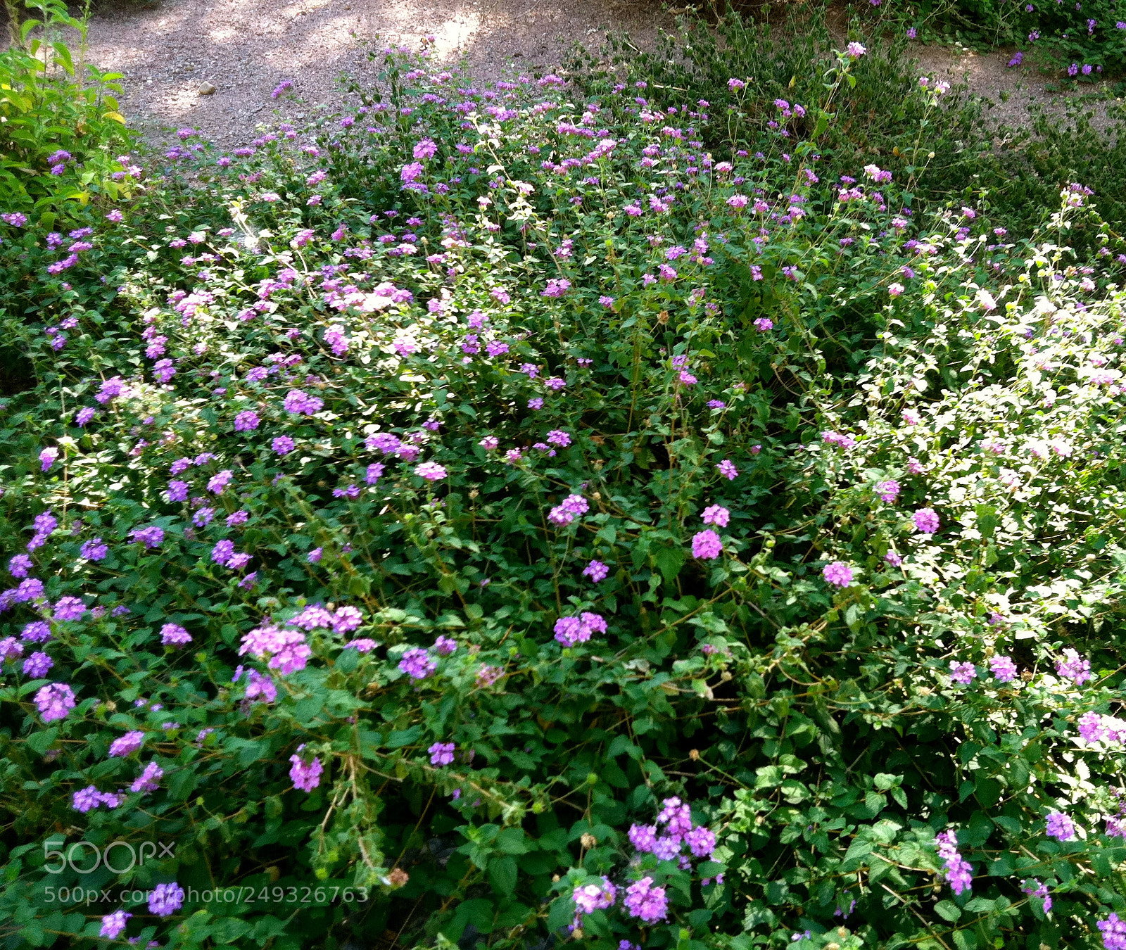 Apple iPhone 4 sample photo. Img photography