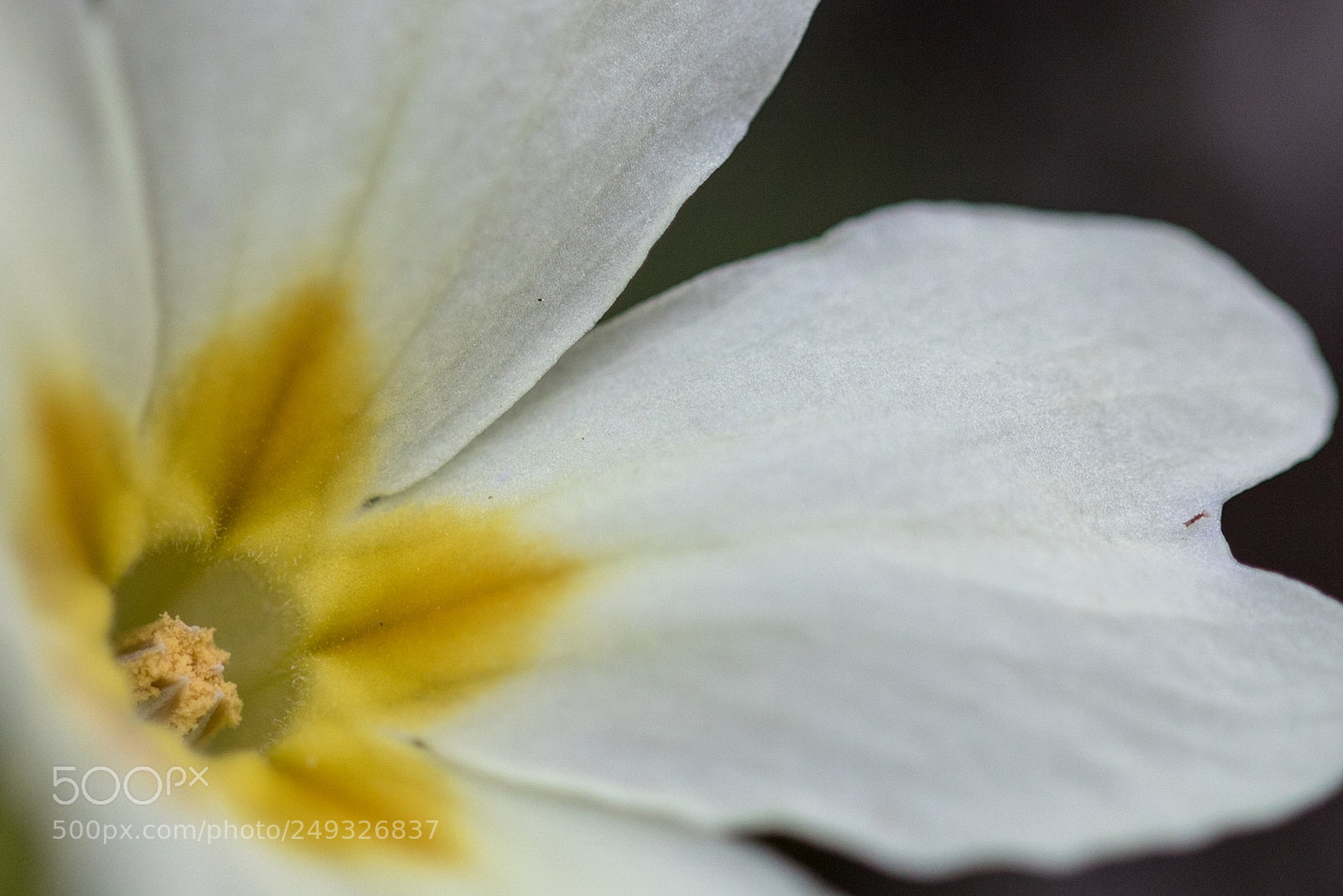 Canon EOS 750D (EOS Rebel T6i / EOS Kiss X8i) sample photo. Primula photography
