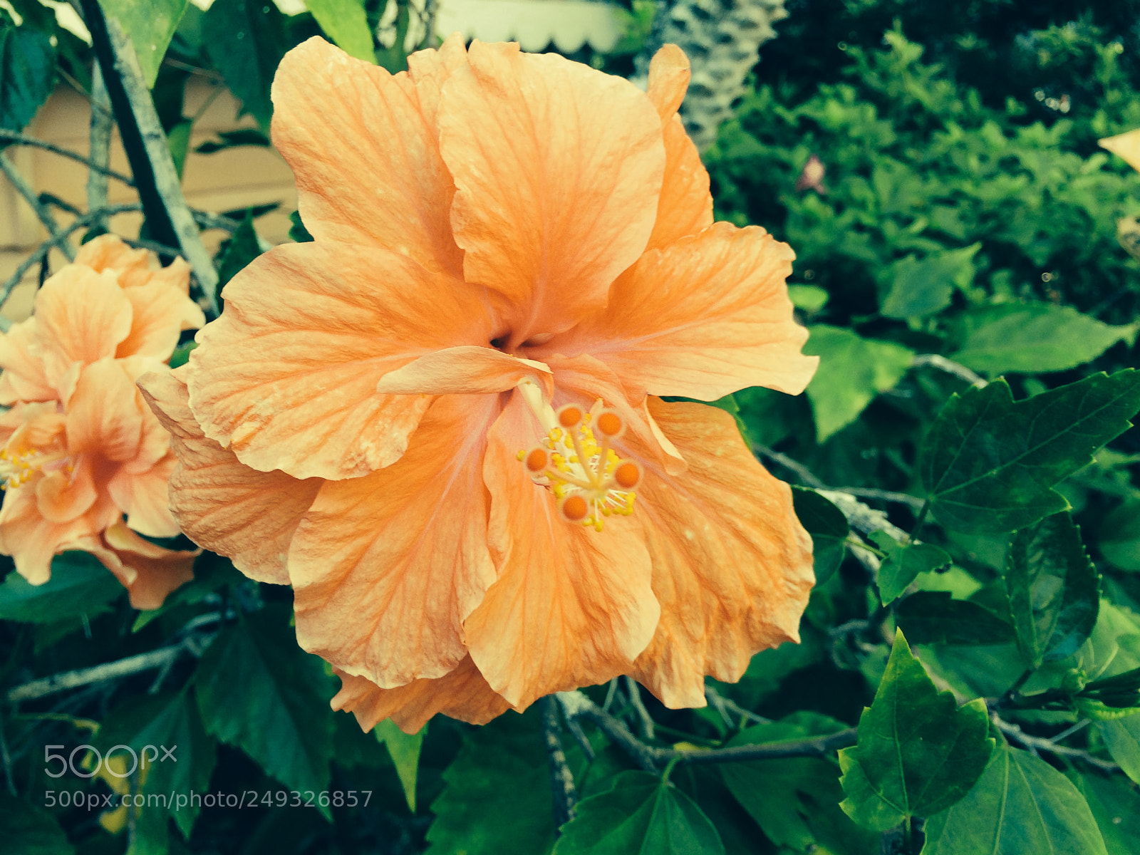 Apple iPhone 5s sample photo. Img photography