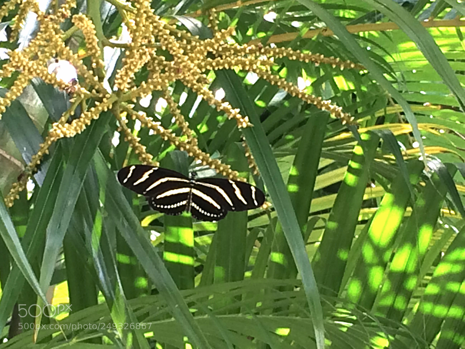 Apple iPhone 5s sample photo. Img photography