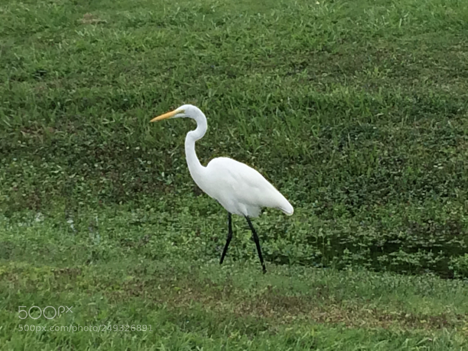 Apple iPhone 5s sample photo. Img photography