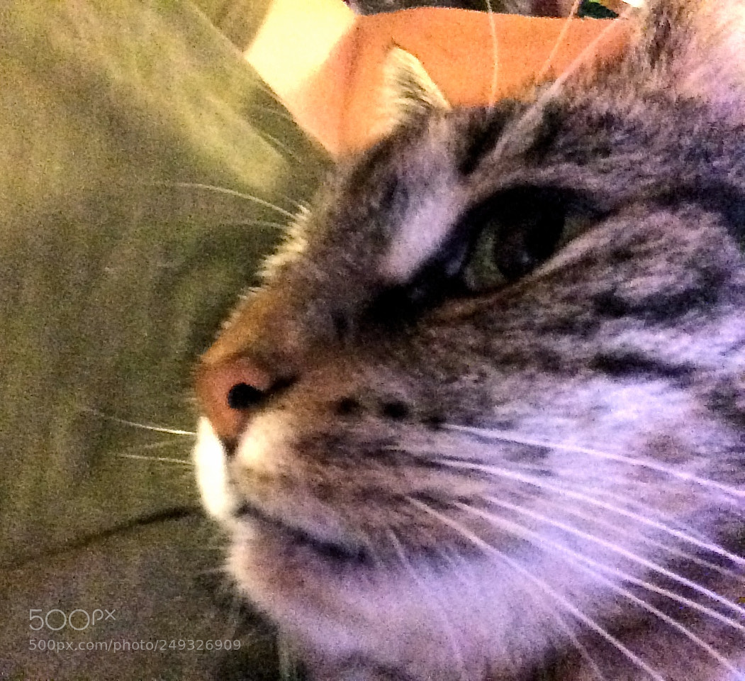 Apple iPhone 5s sample photo. Img photography