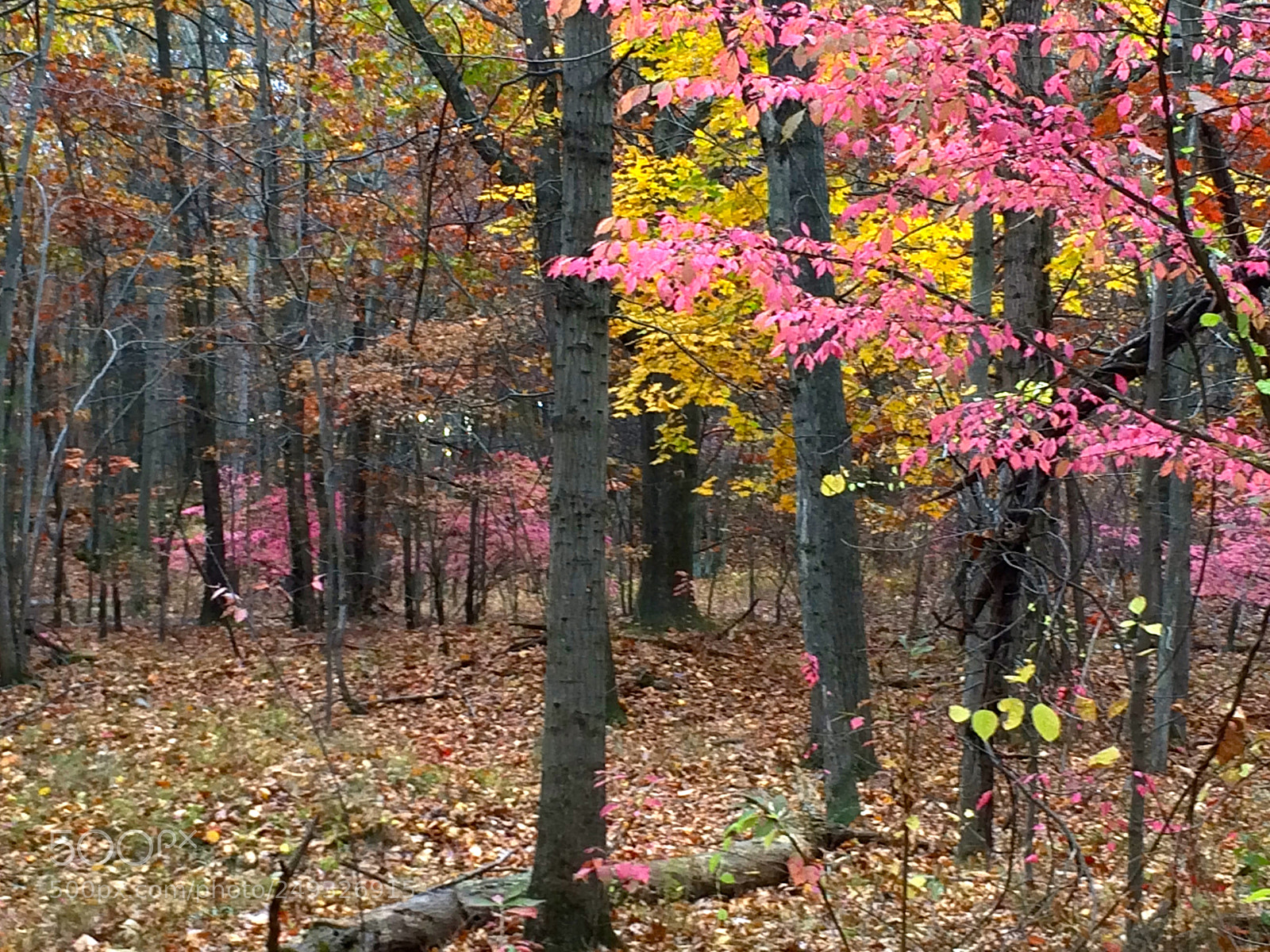 Apple iPhone 5s sample photo. Img photography