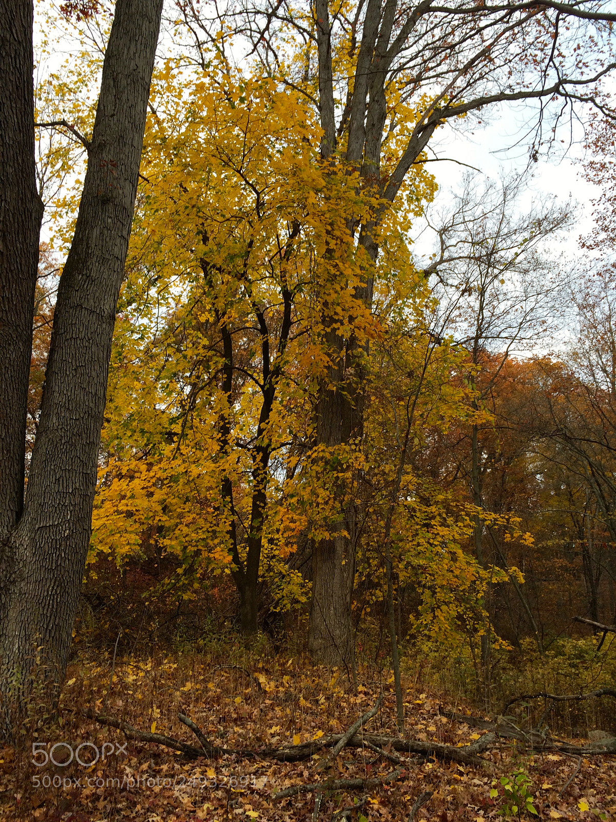 Apple iPhone 5s sample photo. Img photography