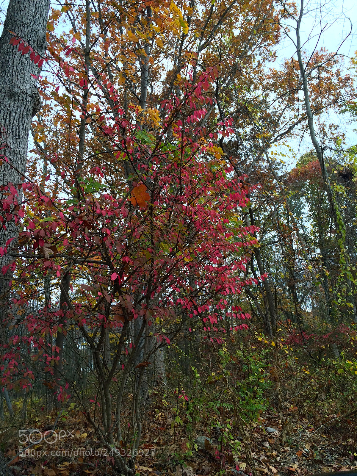 Apple iPhone 5s sample photo. Img photography