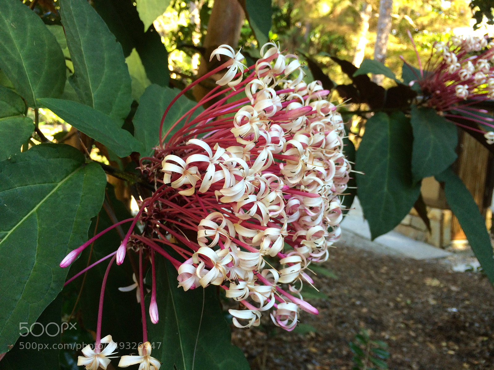 Apple iPhone 5s sample photo. Img photography