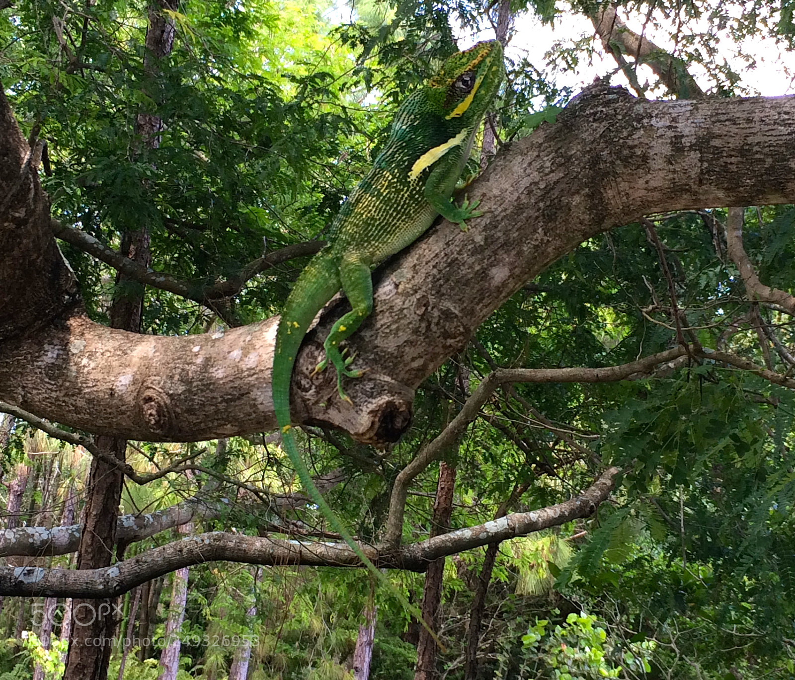 Apple iPhone 5s sample photo. Img photography