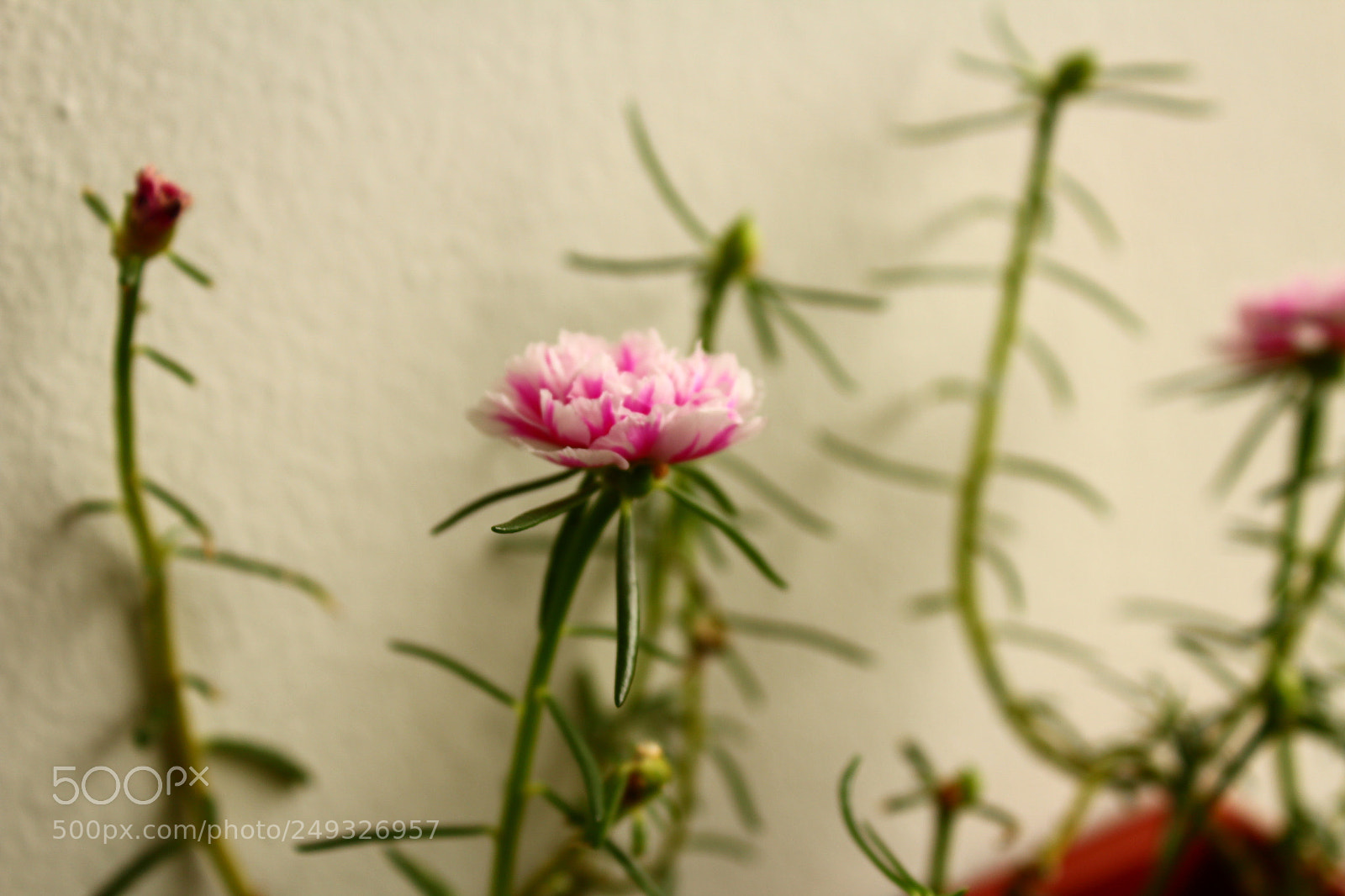Canon EOS 1200D (EOS Rebel T5 / EOS Kiss X70 / EOS Hi) sample photo. Img photography