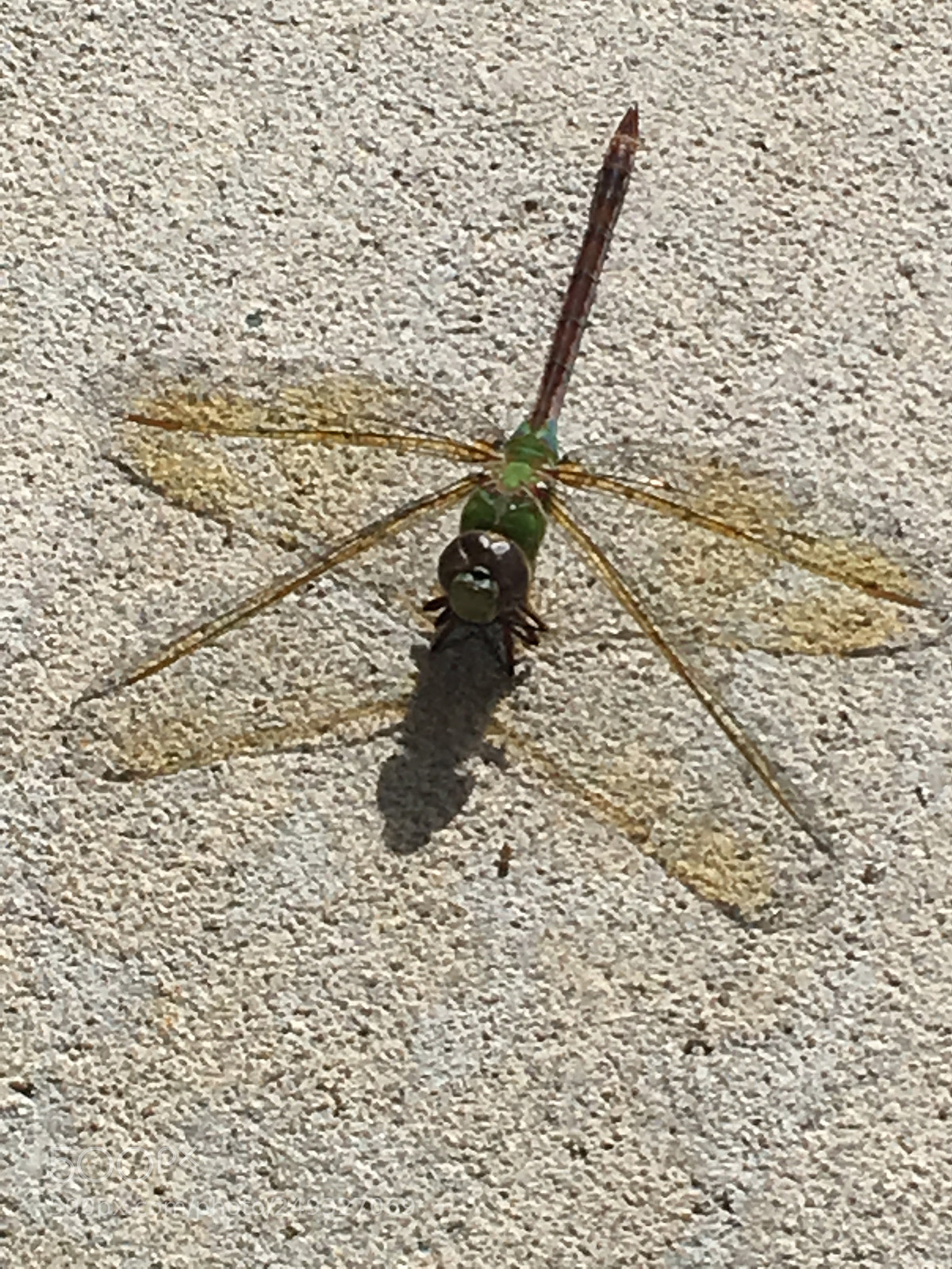 Apple iPhone 6s Plus sample photo. Img photography