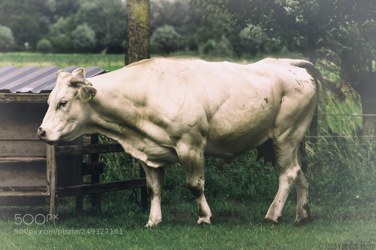 Canon EOS 550D (EOS Rebel T2i / EOS Kiss X4) sample photo. Cow photography